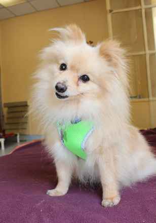 Chico