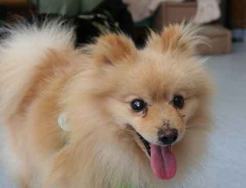 Chico
