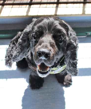 Scout