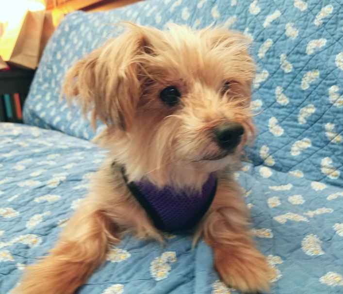 Penelope