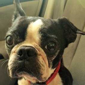 Daisy