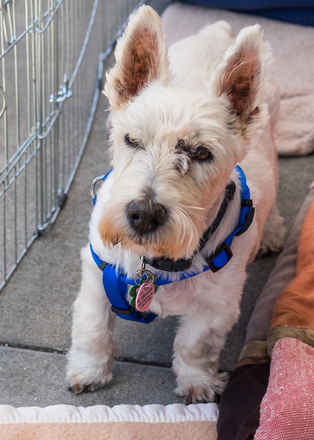 Wallace