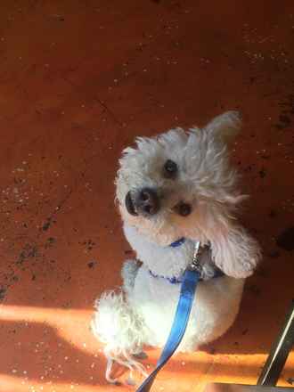 Oscar
