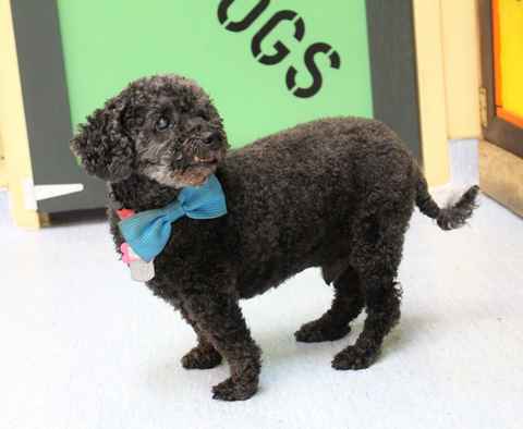 Dexter