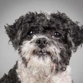 Otto