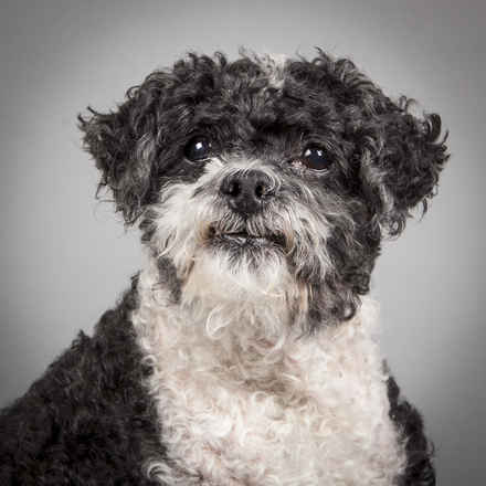 Otto