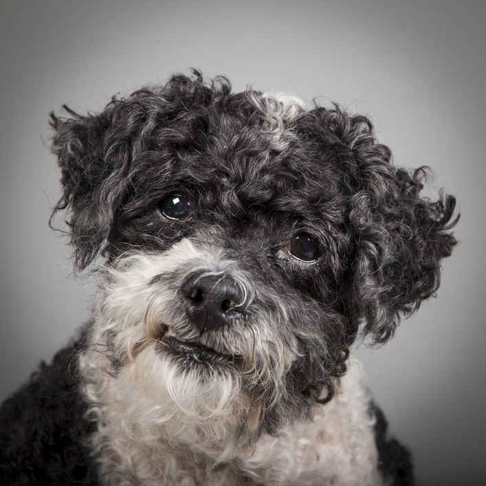 Otto
