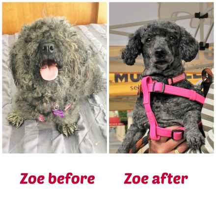 Zoey