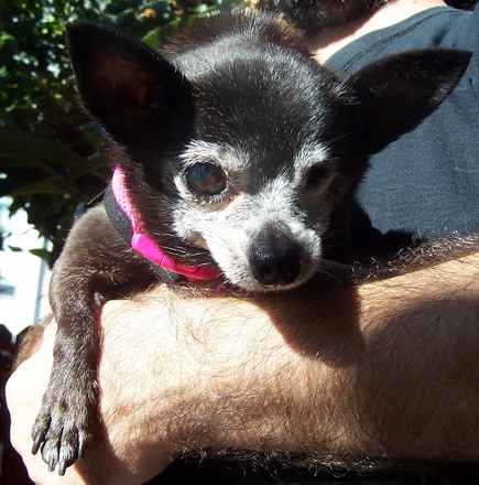 Myrtle