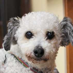 Polly