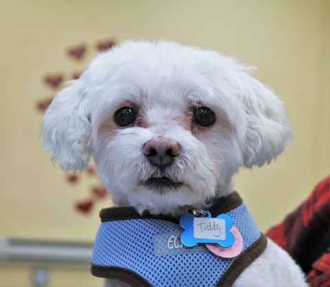 Teddy