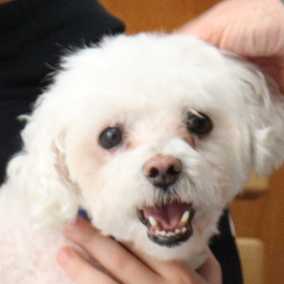 Teddy