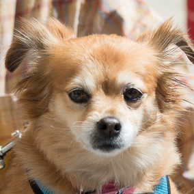 Zoey