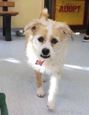 Mau Mau