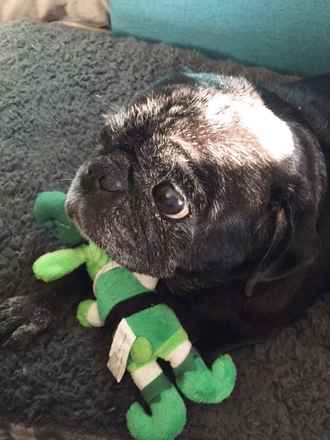 Dottie