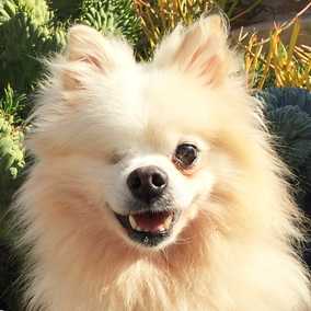 Mr. Bojangles