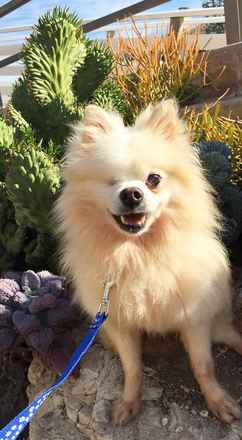 Mr. Bojangles