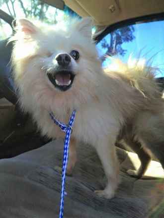 Mr. Bojangles
