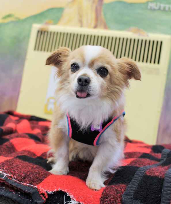 Gizmo