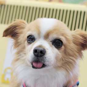 Gizmo