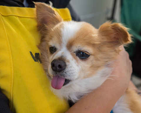 Gizmo