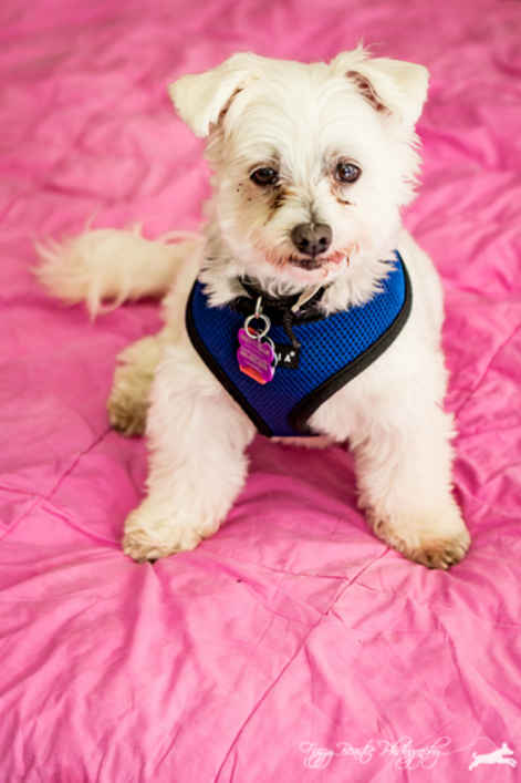 Rockie
