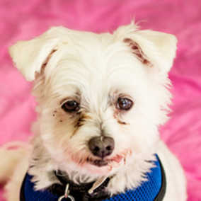 Rockie