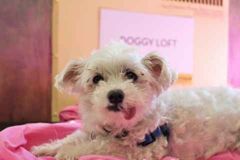 Rockie