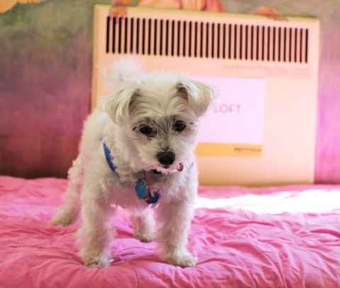 Rockie