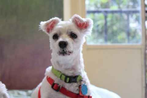 Rockie