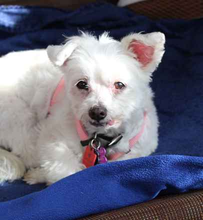 Rockie