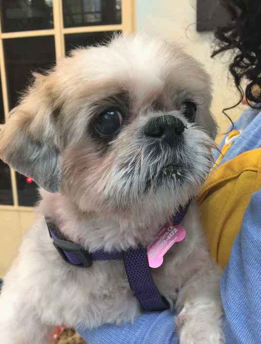 Lulu