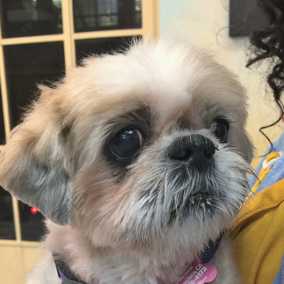 Lulu