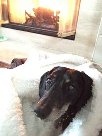 Stella