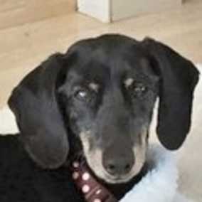 Stella