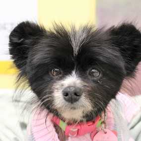 Babette