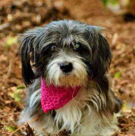 Roxy