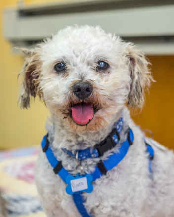 Pierre