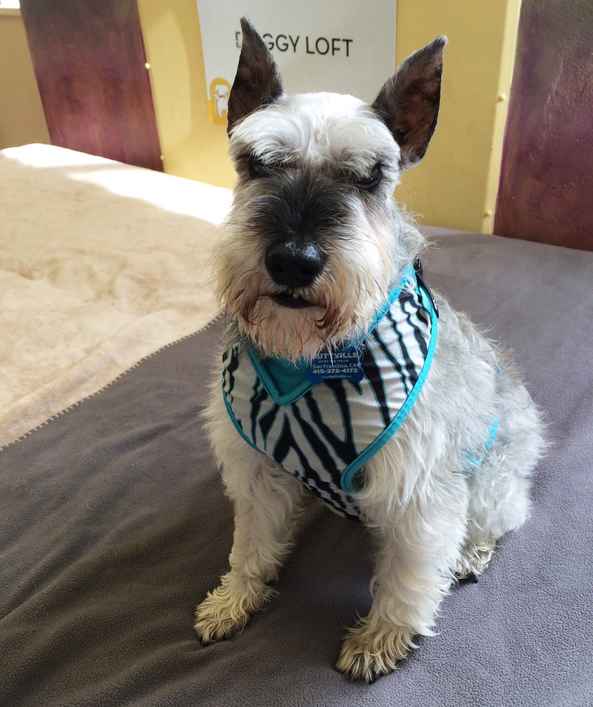 Ziggy