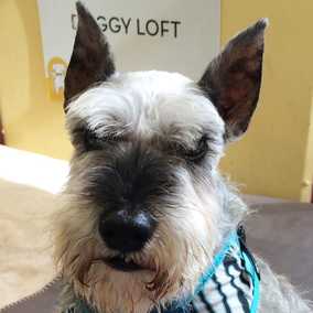 Ziggy