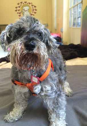 Daisy