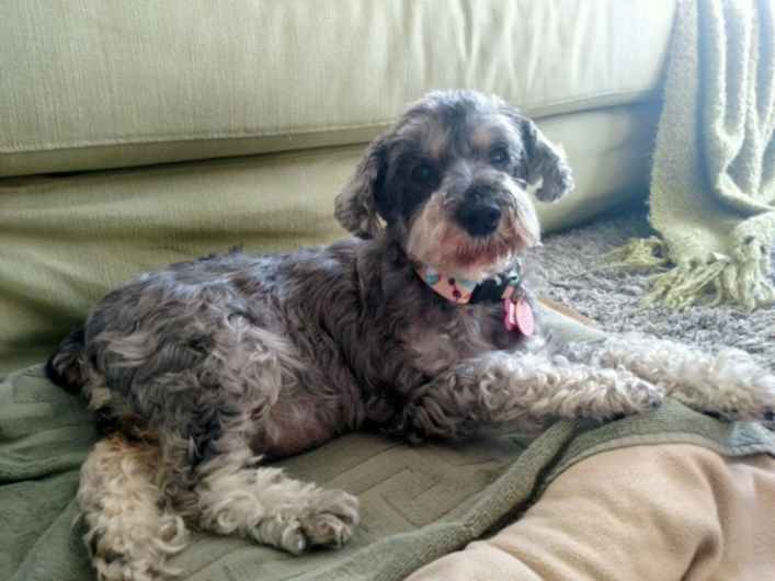 Daisy