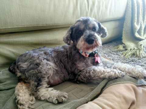 Daisy