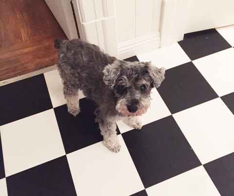 Daisy