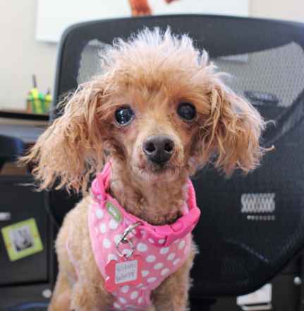 Princess Buttercup