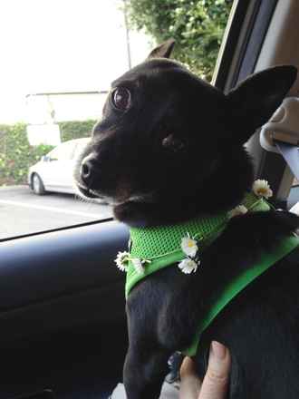 Cooper (fka Cashew)