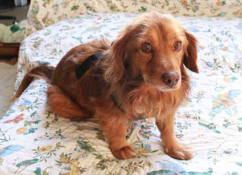 Baxter