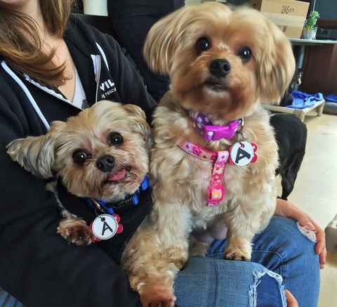 Sunny & Brownie
