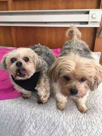 Sunny & Brownie