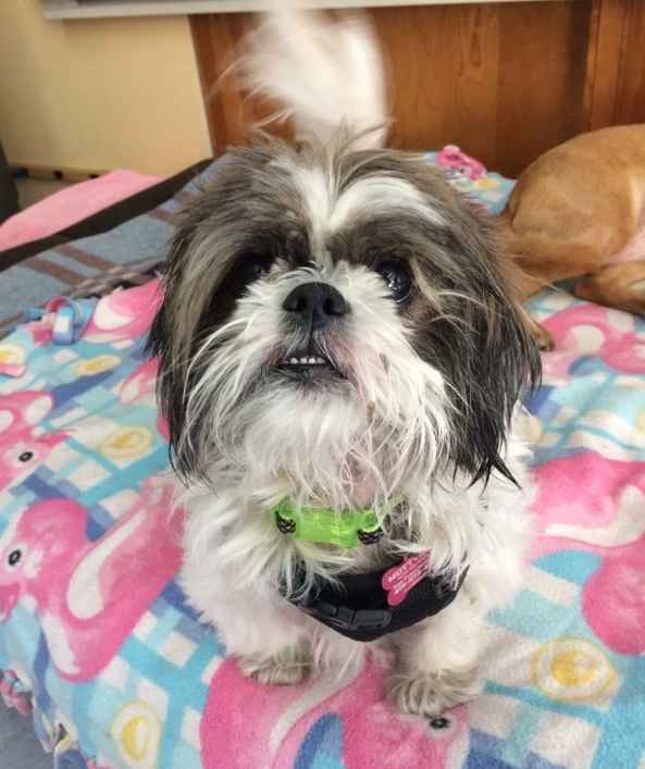 Lyla